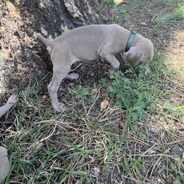 Teal collar - Silver gray female Weimaraner puppy in Payson, Arizona from Desert skyes weims