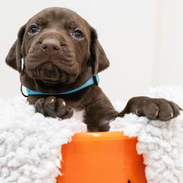 Boone - German Shorthaired Pointer puppy from Moore Family GSPs