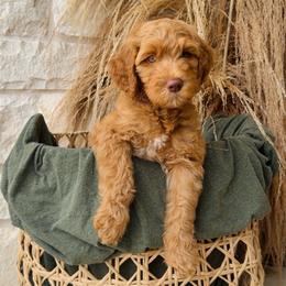 Orange - male Golden Mountain Doodle puppy in Leander, Texas from Olive Grove Doodles