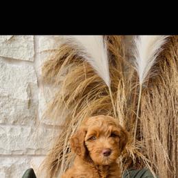 Orange - male Golden Mountain Doodle puppy in Leander, Texas from Olive Grove Doodles