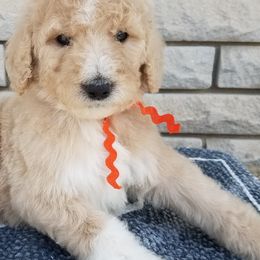 Labradoodle Puppies from Lovey Labradoodles