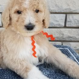 Labradoodle Puppies from Lovey Labradoodles