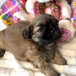 Salyer Bekett - Sable male Shih Tzu puppy in League City, Texas from Mosley Shih Tzu