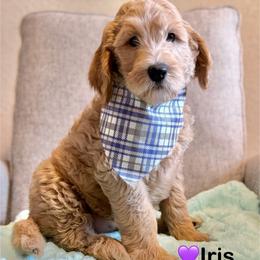 Iris- Purple - Apricot female Goldendoodle puppy in Bay City, Texas from Charming Doods