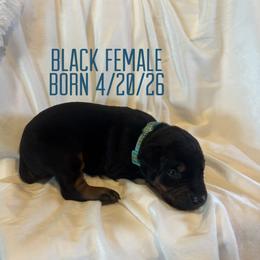 Mochi - Black and rust female Doberman Pinscher puppy in Wellington, Ohio from Jessie (TDD, llc)