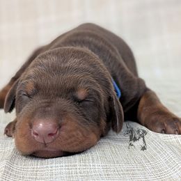 Red Male - Red and rust male Doberman Pinscher puppy in Spencer, Indiana from Jackson's Dobermans