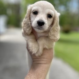 Light cream girl - Cream Dachshund puppy in Bryan, Ohio from Wysteria Hill Doxies