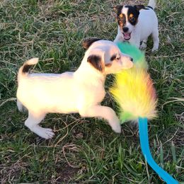 Companion Cross, Russell Terrier, and Yorkshire Terrier Puppies from Working W Kennels