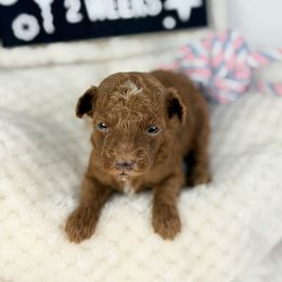 Cherrios - Red  female Poodle puppy in Florida from Adorable Toy-Miniature Poodles