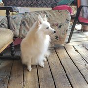 WallE - American Eskimo Dog
