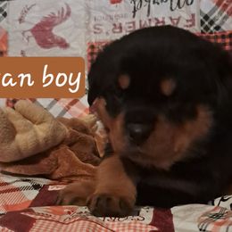 Boy 1 - Black and mahogany male Rottweiler puppy in De Witt, Iowa from Irish Eyes Kennels