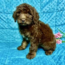 Maggie - Red & white female Miniature Australian Shepherd puppy in Marshall, Arkansas from Buffalo River Puppies