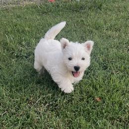 West Highland White Terrier Puppies from S&S Westies