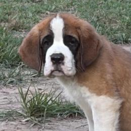 Monarch - Orange and white male Saint Bernard puppy in Warrensburg, Missouri from Hirt House Saints