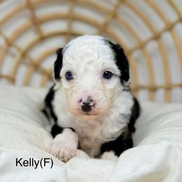 Kelly - female Australian Mountain Doodle puppy in Sterling, Colorado from North 40 Doodles