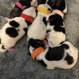 Biewer Terrier puppies from Biewer Puppies USA