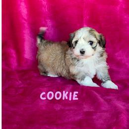 Girl 2 - female Havanese puppy in Fielding, Utah from LUCKY HAVANESE