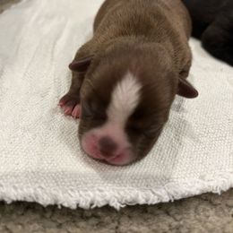 Snickers - Black and white Boston Terrier puppy in Youngsville, North Carolina from Gemini Boston Terriers