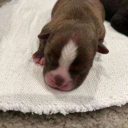 Snickers - Black and white Boston Terrier puppy in Youngsville, North Carolina from Gemini Boston Terriers