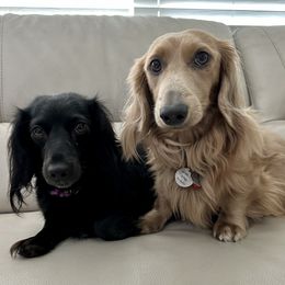 Dachshunds from Chait Miniature Dachshunds