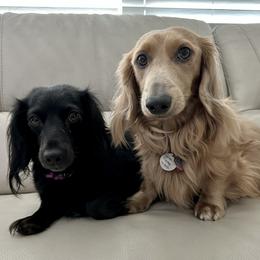 Dachshunds from Chait Miniature Dachshunds