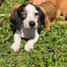 Moo Cow Bell - Piebald male Dachshund puppy in Madisonville, Texas from Little B’s Dachshund Farm