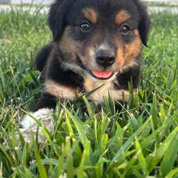 Lou - Black tri female Miniature Australian Shepherd puppy in Friend, Nebraska from Mid-Plains Mini Aussies