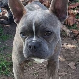 Louie - French Bulldog