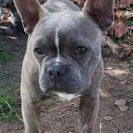 Louie - French Bulldog