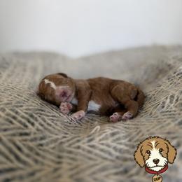 Pink Rose has her own genetic testing - Apricot female Goldendoodle puppy in St. George, Utah from Dashing Doodle Pups