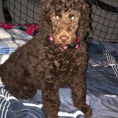 Poodles from C & T kennels