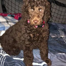 Poodles from C & T kennels