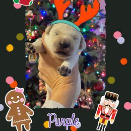 Golden Retriever Puppies from Ruff Life Goldens