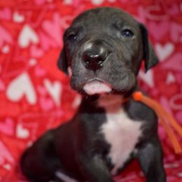 Woodford Reserve - Black and white male Great Dane puppy in Chapmansboro, Tennessee from Balthrop Bend Farms