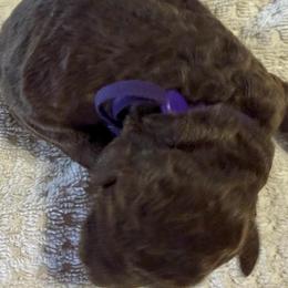 Purple - Chocolate female Goldendoodle puppy in Arlington, Texas from Chambers Doodle Patch