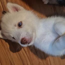 Boy 1 - White male Siberian Husky puppy in Madison, Georgia from Thornbury Kennel