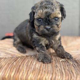 Maggie- purple - Brown female Shihpoo puppy in Gay, Georgia from That’s My Puppy