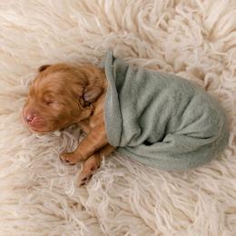 Franklin - Dark golden male Golden Retriever puppy in Buhl, Idaho from Atkinson's Goldens