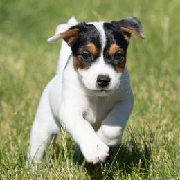 Ransom - Tri-color female Jack Russell Terrier puppy in Yakima County, Washington from Saddle Rock Kennels