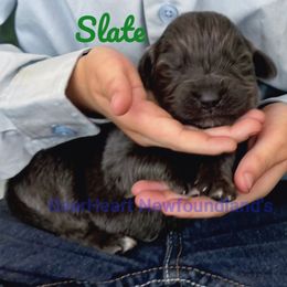 Slate - Gray male Newfoundland puppy in Cortez, Colorado from Bear Heart Newfoundlands, LLC