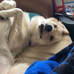 Golden Retrievers from Goldens on Main