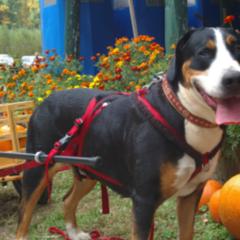 Greater Swiss Mountain Dogs from Lone Palm