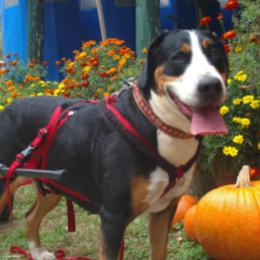 Greater Swiss Mountain Dogs from Lone Palm