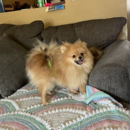 Jackson - Pomeranian