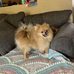 Jackson - Pomeranian