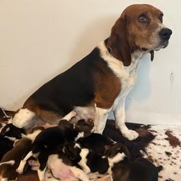 Beagles from HE Beagles