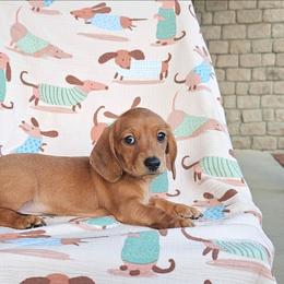 Sable - Sable female Dachshund puppy in Springfield, Kentucky from Tilley's Mini Dachshunds