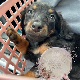 Dachshund Puppies from CSW Dachshunds