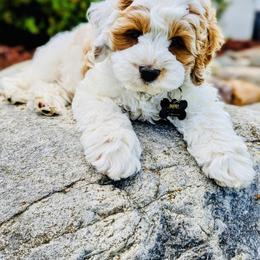 Cockapoo Puppies from Lulu's Cockapoos