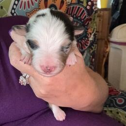Atlas - Blue merle male Australian Shepherd puppy in Four Oaks, North Carolina from RoseWest Farms